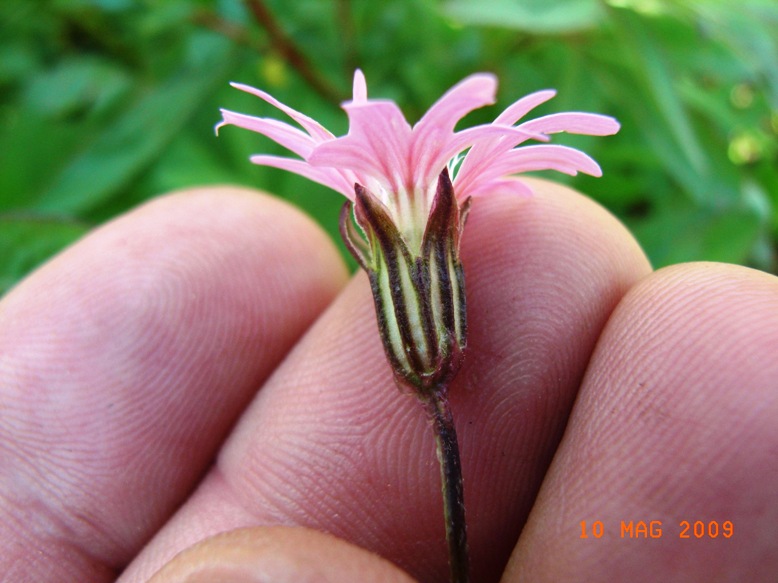 Cariophillacea? - Silene flos-cuculi